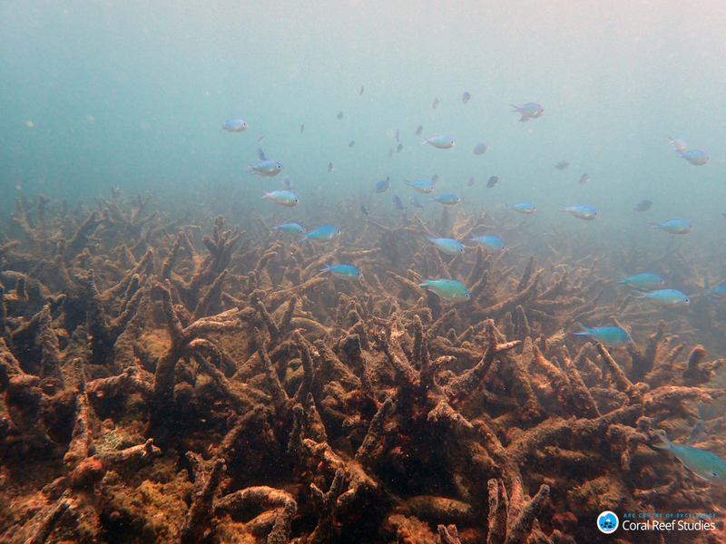 Staghorn corals killed by bleaching on the Northern GBR, November 2016. (Image: ARC Centre of Excellence For Coral Reef Studies)